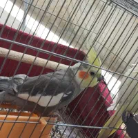 عروس هلندی نر و ماده مولد شیطون|پرنده|اسلام آباد, |دیوار