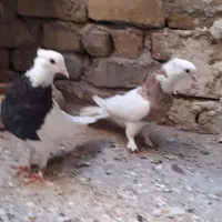 یک‌جفت‌طوقی‌نرو‌ماده‌کاکلی‌به‌شرط