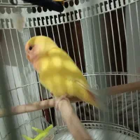 جوجه کوتوله برزیلی تازه دونخور شده  ودستی|پرنده|مشهد, آزادشهر|دیوار