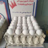 پخش عمده تخم مرغ زرده طلایی