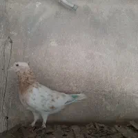 کفتر|پرنده|تهران, خانی‌آباد|دیوار