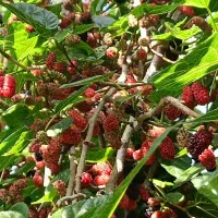 نهال اصلاح شده شاتوت دانه درشت. دره شهر|خدمات باغبانی و درختکاری|ایلام, |دیوار