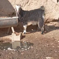 فروش کهره ماده