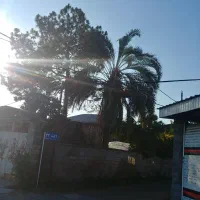 درخت کاج و نخل