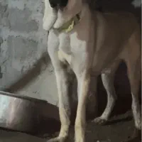 سگ سرابی اصیل