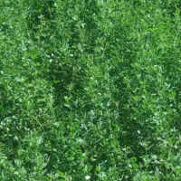 بذر قره یونجه|خدمات باغبانی و درختکاری|شیراز, دارالرحمه|دیوار