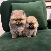 سگ پامر بوفیس، تیکاپ|سگ|تهران, شهرک مخابرات|دیوار