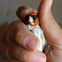 سهره چونه سفید|پرنده|سقز, |دیوار