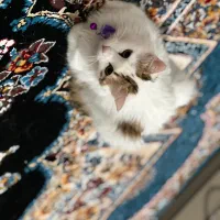 واگذاری رایگان گربه