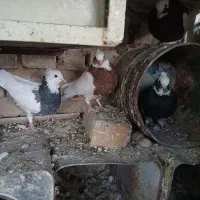 طوقی پلاکی درپرنده