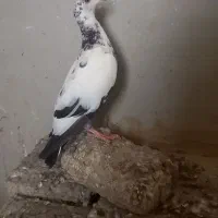 کبوتر بزک سینه سلیمونی