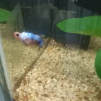 فایتر ماده|ماهی|رشت, نخودچر|دیوار