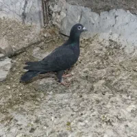 ماده سیاه کرمونی|پرنده|استهبان, |دیوار