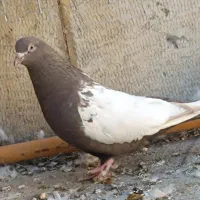 کبوتر سینه پاک|پرنده|سمنان, |دیوار