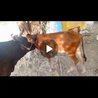 گاوشیری جرسی ۱۱۰تومان|حیوانات مزرعه|بندرلنگه, |دیوار