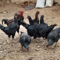 مرغ لاری تخم گذار سالم و سرحال