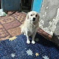 سگ پامراین|سگ|بندرعباس, |دیوار