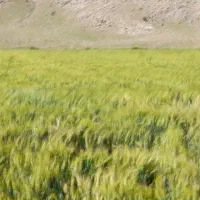 زمین کشاورزی اجاره ای