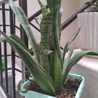 گل سانسوریا|گل و گیاه طبیعی|الوند, |دیوار