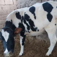 تلیسه هلشتاین|حیوانات مزرعه|گلباف, |دیوار