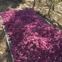 عرضه وفروش پاجوش گل محمدی ریشه لخت