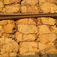 برگ زرد و قرمز|عمده‌فروشی|کاکی, |دیوار