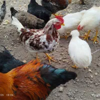 خروس محلی برای نگهداری و قربانی