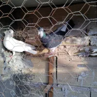 کبوترپلنگ وسفید