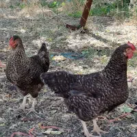 دوعدد مرغ پلیموت تخمگذار