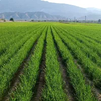 نیازمند کارگر ماهر جهت آبیاری زمین کشاورزی