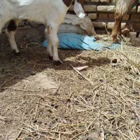 شاه بز پاکستانی زاییده جملی