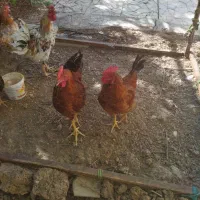 فروش خروس