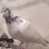 کبوتر فروشی|پرنده|سیرجان, |دیوار