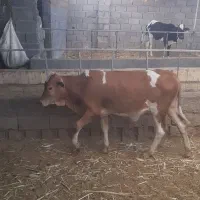 گوساله نر سیمینتال دورگ سیستانی
