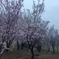 باغ-بادام