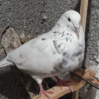 کبوتر پلنگ
