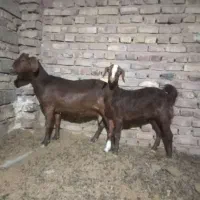 سلام بز ماده با کهره ماده