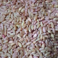 گندم شبرنگ|عمده‌فروشی|سرپل ذهاب, |دیوار