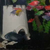 شن سیاه آکواریوم