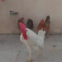 مرغ وخروس