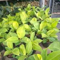 فیلودندرون نئون