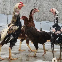 مرغ وخروس لاری اصل افغان نژاددار