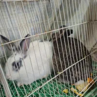 خرگوش|موش و خرگوش|چناران, |دیوار