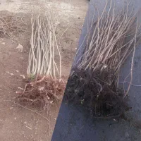 انواع نهال فندق