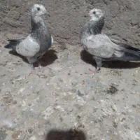 چند جفت کفتر پرشی