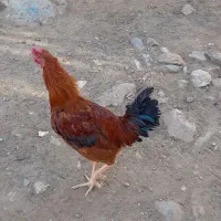 ۲خروس سرخ محلی لاری|حیوانات مزرعه|بانه, |دیوار