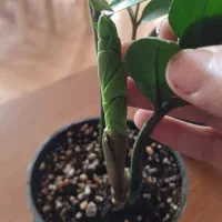 تکثیر گل زاموفیلیا|گل و گیاه طبیعی|شیروان (خراسان), |دیوار