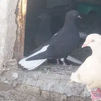 دمسفید|پرنده|اهواز, شهرک پیام|دیوار