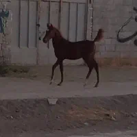 نریان دوساله شجره دار