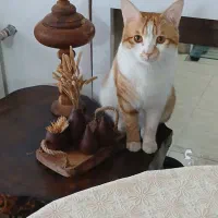 گربه نارنجی از نژاددی اس اچ